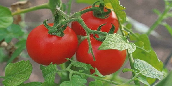 تصویر 1 از فروش گوجه فرنگی گوشتی + قیمت خرید به صرفه