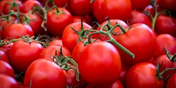 تصویر 4 از فروش گوجه فرنگی گوشتی + قیمت خرید به صرفه