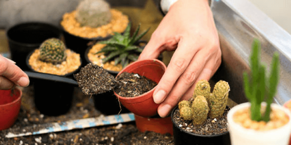 تصویر 1 از قیمت خاک مخصوص کاکتوس + خرید باور نکردنی