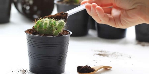 تصویر 3 از قیمت خاک مخصوص کاکتوس + خرید باور نکردنی