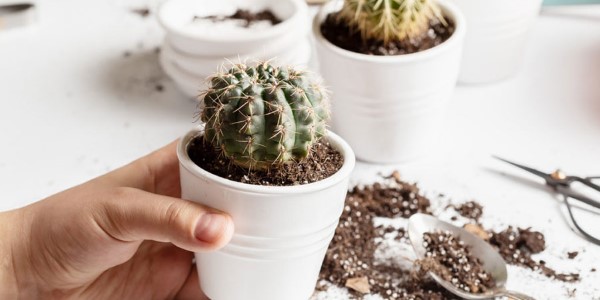 تصویر 5 از قیمت خاک مخصوص کاکتوس + خرید باور نکردنی