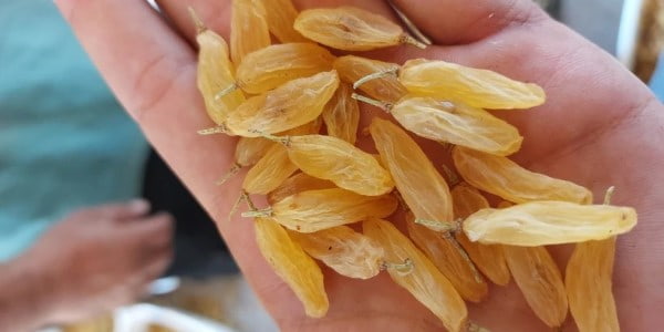 تصویر 4 از قیمت خرید کشمش زرد قلمی عمده به صرفه و ارزان