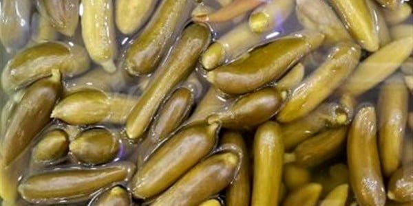تصویر 2 از خرید و فروش خیارشور درجه یک با شرایط فوق العاده