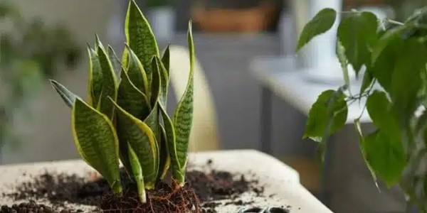 تصویر 3 از قیمت خرید خاک مخصوص سانسوریا + فروش ویژه