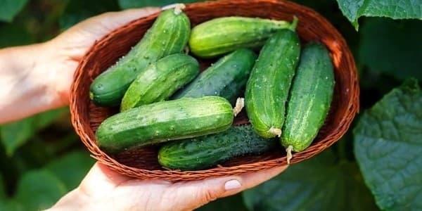 تصویر 4 از قیمت خیار سبز محلی + خرید باور نکردنی