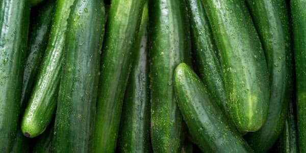 تصویر 2 از قیمت خیار سبز محلی + خرید باور نکردنی