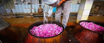 تصویر 4 از خرید و قیمت گلاب درجه یک کاشان  + فروش عمده