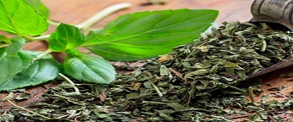 تصویر 2 از خرید و قیمت  نعنا خشک درجه یک  + فروش عمده
