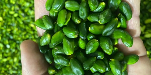 تصویر 4 از قیمت خرید مغز پسته سبز با فروش عمده