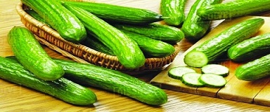 تصویر 1 از خرید و قیمت خیار سبز ورامین + فروش عمده