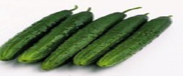 تصویر 2 از خرید و قیمت خیار سبز ورامین + فروش عمده