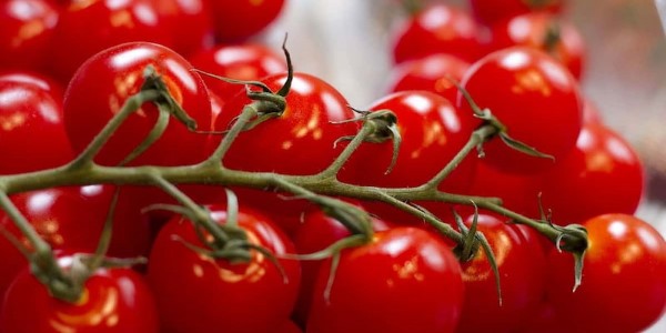 تصویر 4 از خرید عمده انواع رب گوجه فرنگی فرحزاد با قیمت ویژه