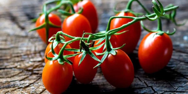 تصویر 4 از فروش گوجه فرنگی ریز گیلاسی + قیمت خرید به صرفه