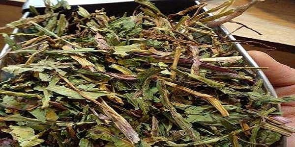 تصویر 4 از خرید و فروش گیاه شاتره خشک شده با شرایط فوق العاده