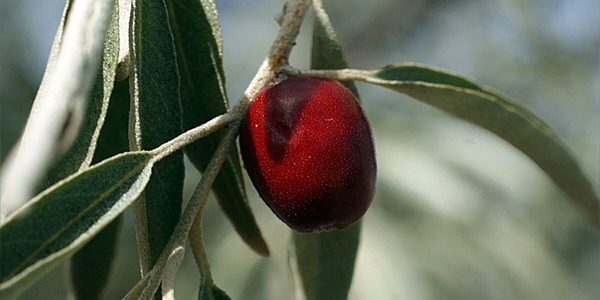 تصویر 8 از خرید و فروش روغن زیتون ارگانیک با شرایط فوق العاده