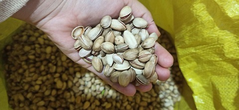 تصویر 4 از خرید و قیمت پسته تازه قزوین + فروش عمده