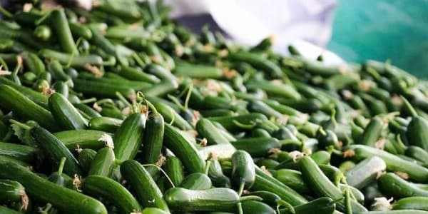 تصویر 3 از قیمت خرید خیار سبز تازه عمده به صرفه و ارزان