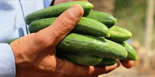 تصویر 4 از قیمت خرید خیار سبز تازه عمده به صرفه و ارزان