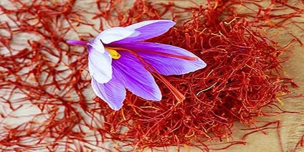 تصویر 1 از زعفران مجتهدی شبه نگین طبیعی خشک مرغوب