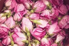 تصویر 5 از قیمت خرید غنچه گل محمدی اعلا + فروش ویژه