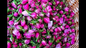 تصویر 2 از قیمت گل محمدی خشک دارابی + خرید باور نکردنی