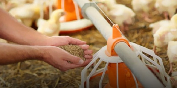 تصویر 5 از قیمت خرید مکمل پروبیوتیک طیور + فروش ویژه