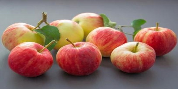 تصویر 5 از خرید و فروش سیب گلاب مشهد با شرایط فوق العاده