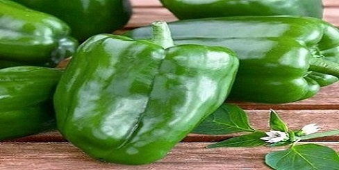 تصویر 2 از خرید و قیمت فلفل دلمه سبز با فروش عمده