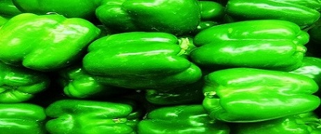 تصویر 3 از خرید و قیمت فلفل دلمه سبز با فروش عمده