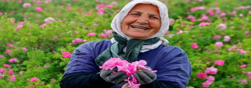 تصویر 5 از قیمت گل محمدی اعلا + خرید باور نکردنی