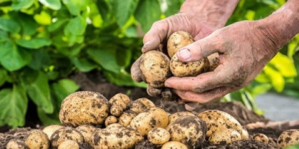 تصویر 4 از قیمت خرید سیب زمینی صادراتی اردبیل عمده به صرفه و ارزان