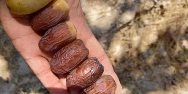تصویر 5 از قیمت خرید خرما مجول دزفول عمده به صرفه و ارزان