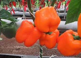 تصویر 5 از قیمت خرید فلفل دلمه ای نارنجی با فروش عمده