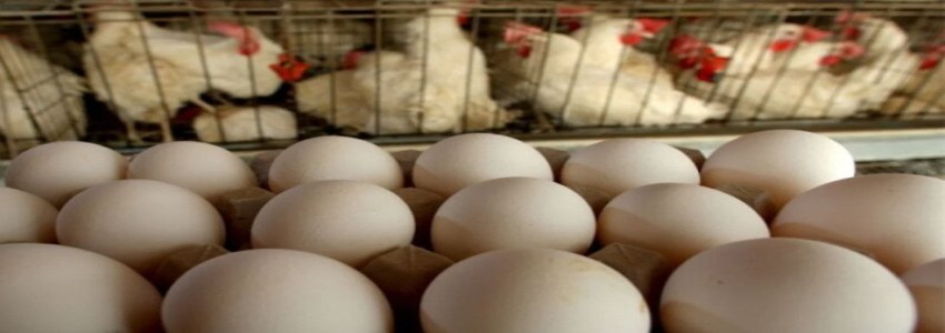 تصویر 1 از قیمت خرید تخم مرغ محلی با فروش عمده