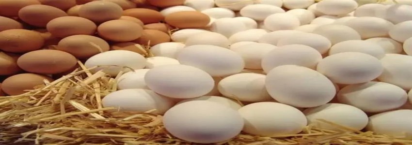 تصویر 2 از قیمت خرید تخم مرغ محلی با فروش عمده