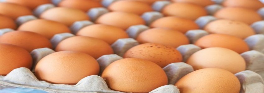 تصویر 3 از قیمت خرید تخم مرغ محلی با فروش عمده