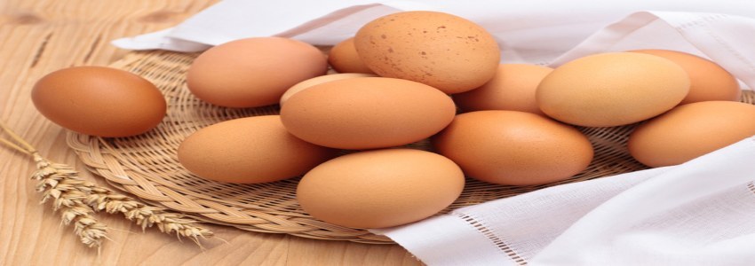 تصویر 5 از قیمت خرید تخم مرغ محلی با فروش عمده