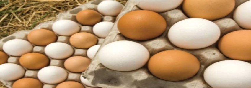 تصویر 6 از قیمت خرید تخم مرغ محلی با فروش عمده