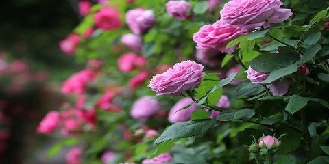 تصویر 4 از فروش گل محمدی تازه + قیمت خرید به صرفه
