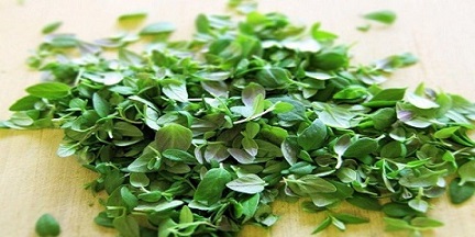 تصویر 5 از قیمت خرید  گیاه دارویی آویشن عمده به صرفه و ارزان