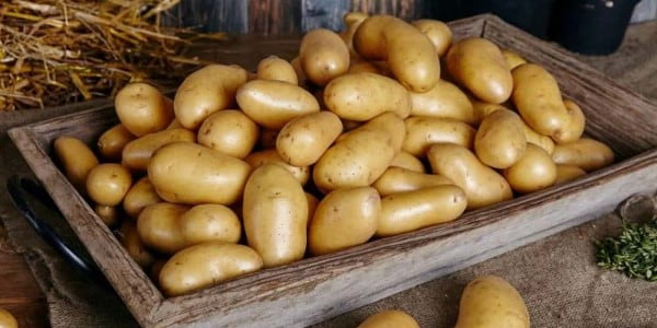 تصویر 1 از خرید سیب زمینی رقم اسپریت + قیمت فروش استثنایی