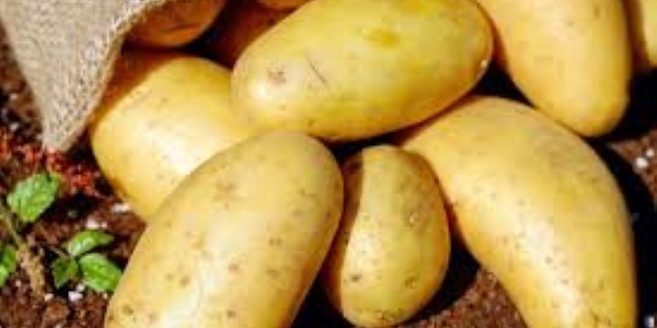 تصویر 3 از خرید سیب زمینی رقم اسپریت + قیمت فروش استثنایی
