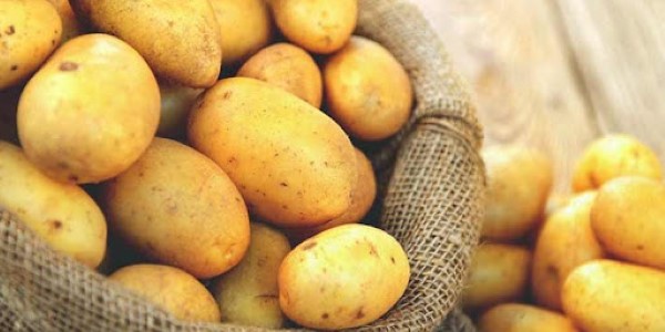 تصویر 4 از خرید سیب زمینی رقم اسپریت + قیمت فروش استثنایی