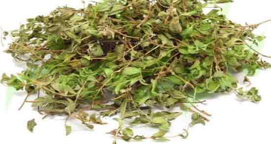 تصویر 3 از خرید و قیمت آویشن کوهی شیراز + فروش صادراتی