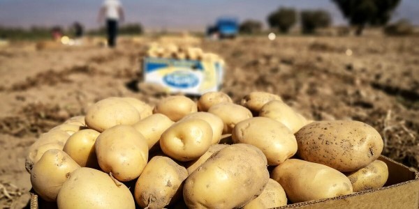 تصویر 1 از خرید سیب زمینی رقم کلمبا + قیمت فروش استثنایی