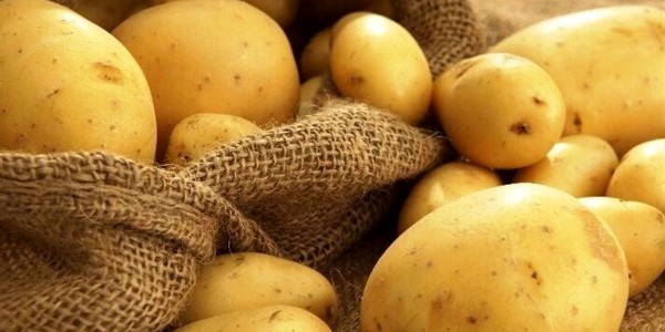 تصویر 4 از خرید سیب زمینی رقم کلمبا + قیمت فروش استثنایی