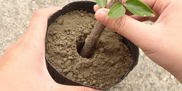 تصویر 4 از خرید خاک مخصوص قلمه زنی + قیمت فروش استثنایی