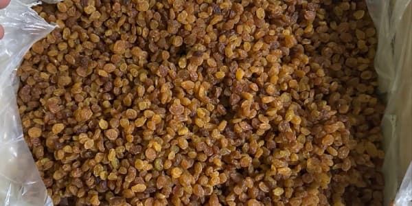 تصویر 1 از قیمت کشمش تیزابی ملایر با کیفیت ارزان + خرید عمده
