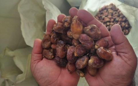 تصویر 1 از فروش خرما ضایعاتی اصفهان + قیمت خرید به صرفه
