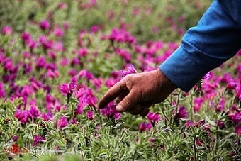 تصویر 3 از خرید و فروش گل گاو زبان معطر با شرایط فوق العاده